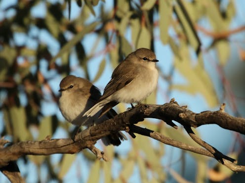 ‘Sad and distressing’: massive numbers of bird deaths in Australian heatwaves reveal a profound loss is looming