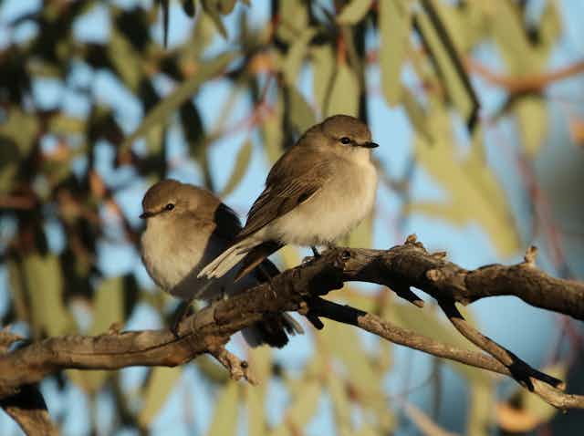 two grey-brown birds sit on branch