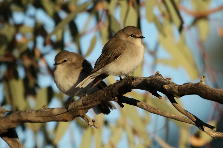 two grey-brown birds sit on branch