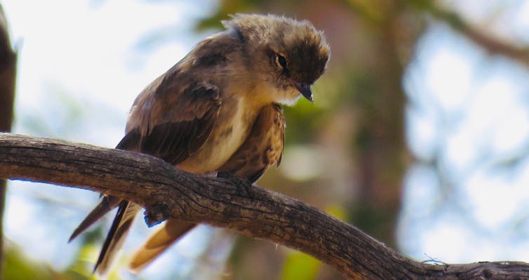 a sick bird bows its head