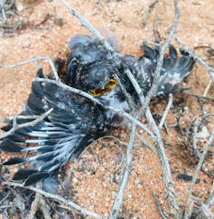dead bird on ground