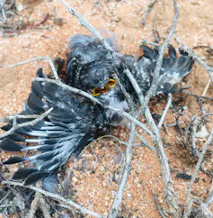 dead bird on ground