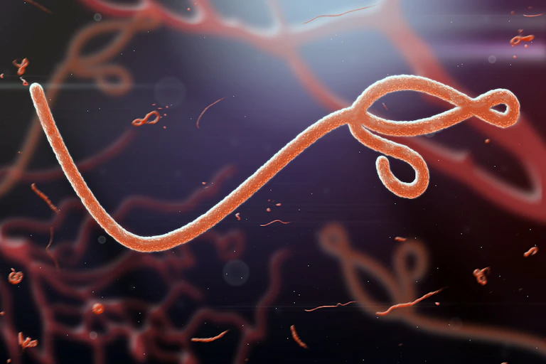 Microscopic view of the Ebola virus