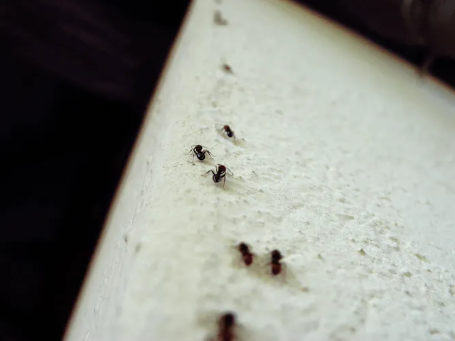 Delapan semut memanjat tembok semen.