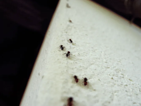 Bagaimana cara semut melawan grativasi dan merayap di dinding?