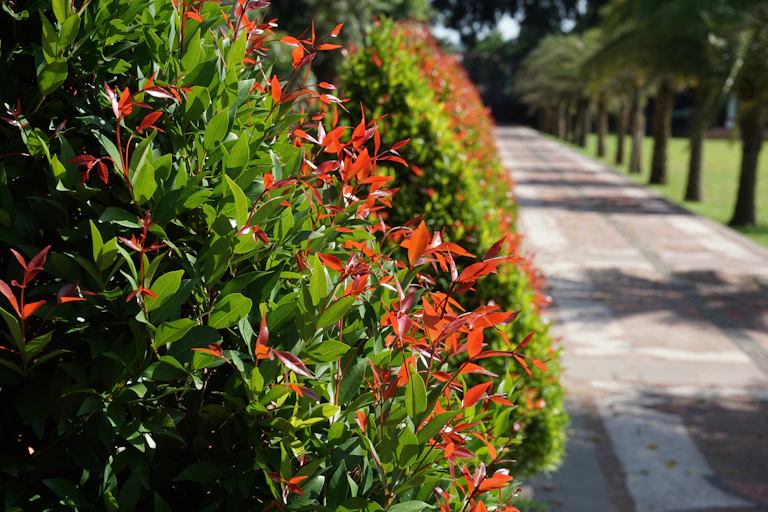 Red and green hedge lines road