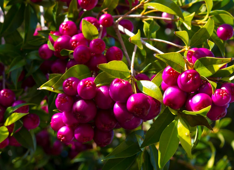 bright magenta berries on green bush