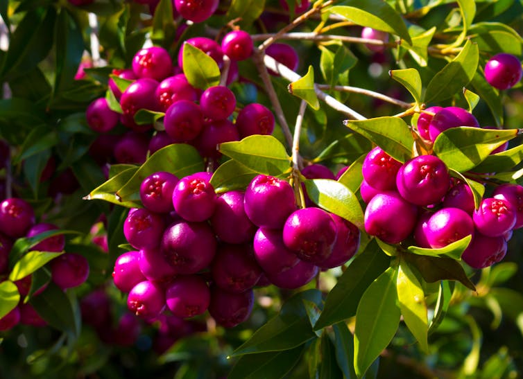 bright magenta berries on green bush