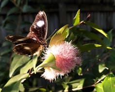 buttefly sits on flower