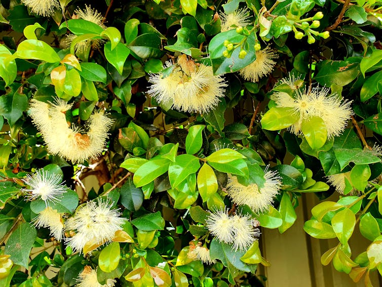 yellow flowers on green bush