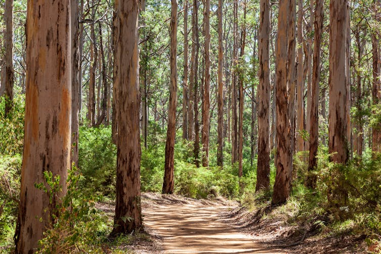 dirt road winds through stand of eucalypts