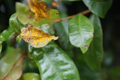 yellow fungus on green leaves