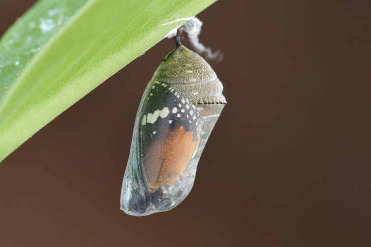 Một con nhộng treo bên dưới chiếc lá.