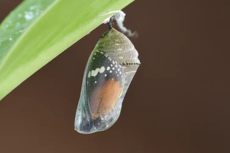 A pupa hanging under the leaf