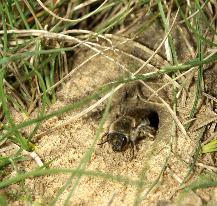 A bee crawls out of a small hole in the dirt, overhung by grass