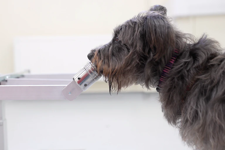 A dog smelling for stress.