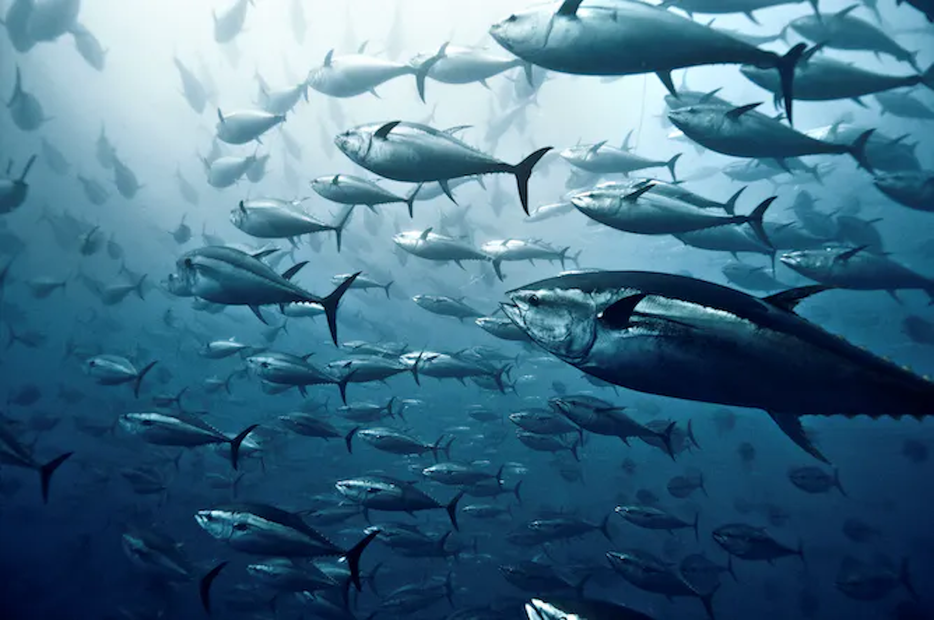 Curious Kids: Bagaimana ikan tidur?