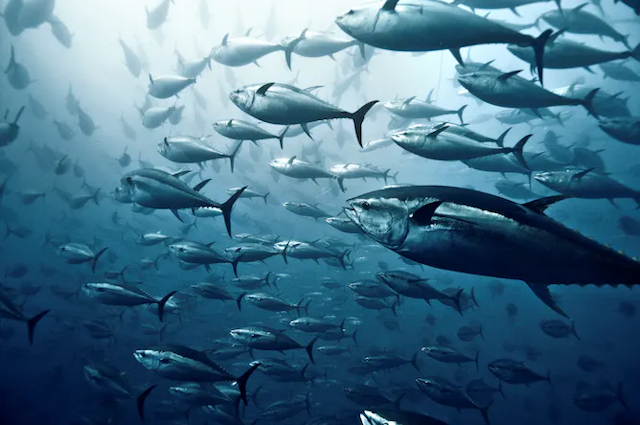 Berenang di perairan biru tua, sekumpulan tuna melintas.