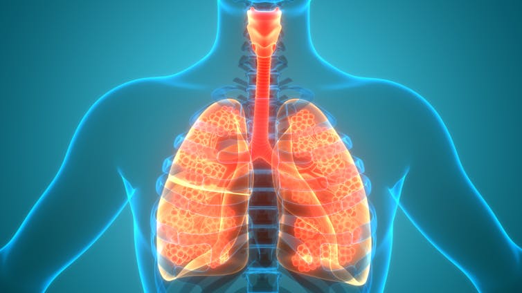 Ilustración del sistema respiratorio humano con pulmones en rojo y amarillo sobre un fondo azul.