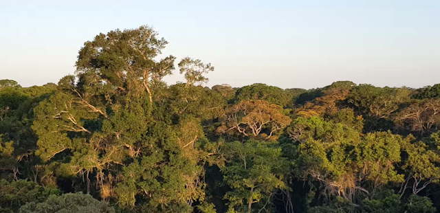 Une vue aérienne sur la canopée amazonienne