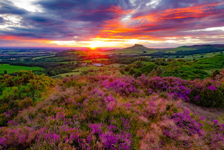 Pink heather looking over a hilly rural landscape against a deep cloudy sunset.
