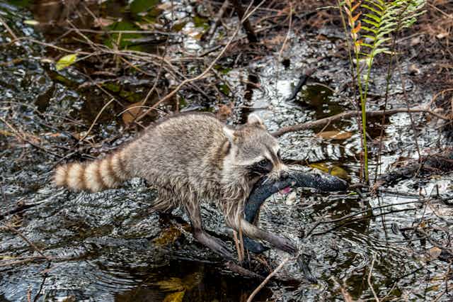 A raccoon wades through shallow water with a large fish in its mouth