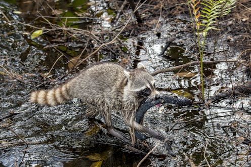 What is a wetland? An ecologist explains