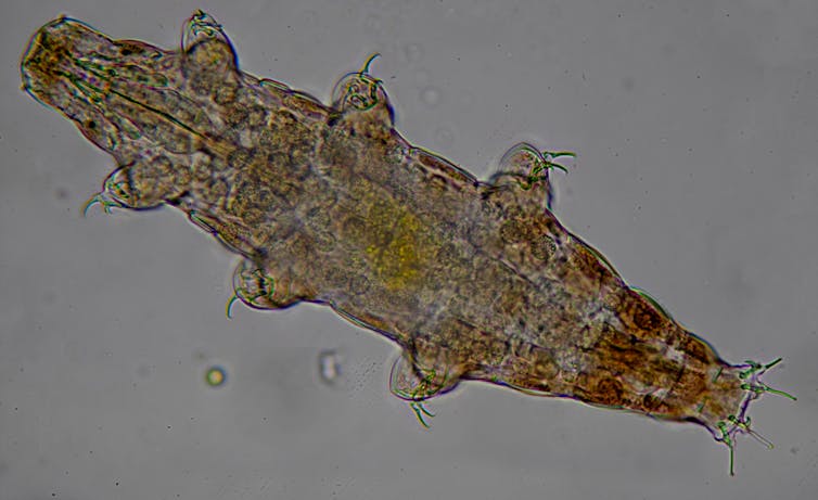 een dia-afbeelding van een tardigrade, een microdier met zes poten en monddelen