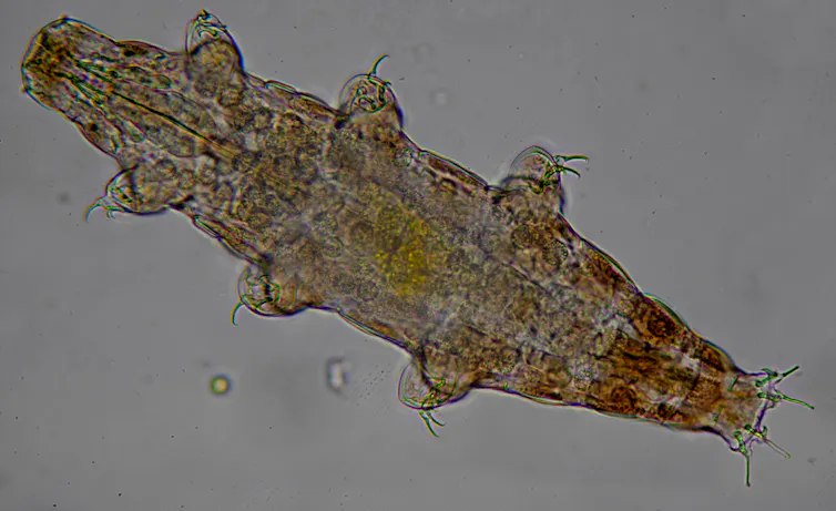 a slide image of a tardigrade, a micro-animal with six legs and mouth parts