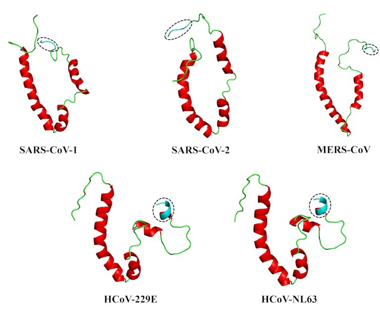3D models of the envelope (E) protein for the human coronaviruses that cause SARS (SARS-CoV-1), COVID-19 (SARS-CoV-2), MERS (MERS-CoV), and the more seasonal common colds (HCoV-229E and HCoV-NL63). Authors supplied