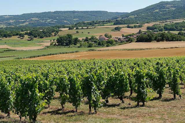 Vignes de l'AOC Côtes-d'auvergne à Boudes dans le Puy-de-Dôme.
