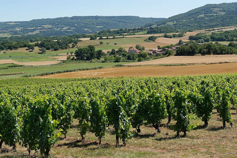 Vignes de l'AOC Côtes-d'auvergne à Boudes dans le Puy-de-Dôme.