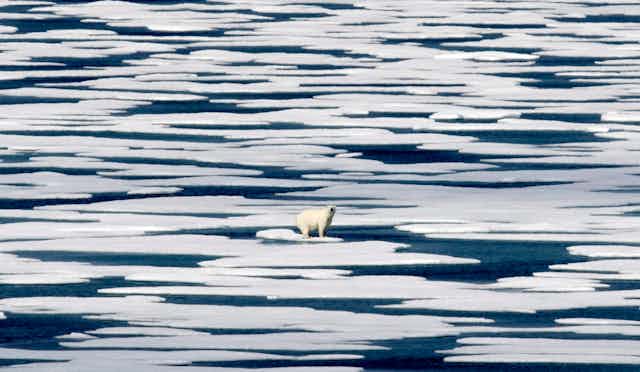 A polar bear stands on ice in the Arctic.