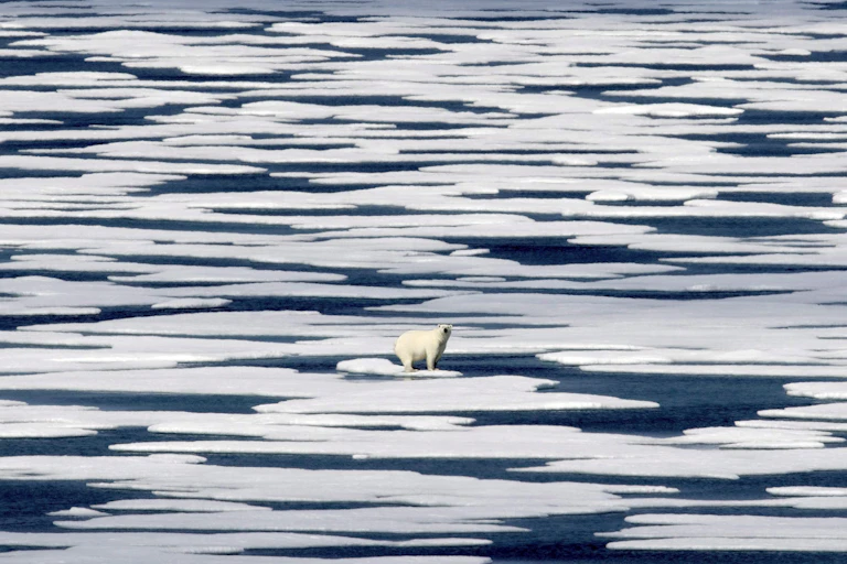 A polar bear stands on ice in the Arctic.