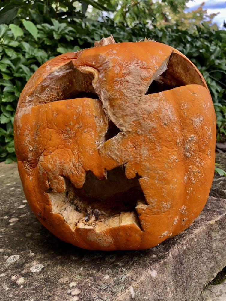 Carved pumpkin with its face caving in, crusted with brown and black patches
