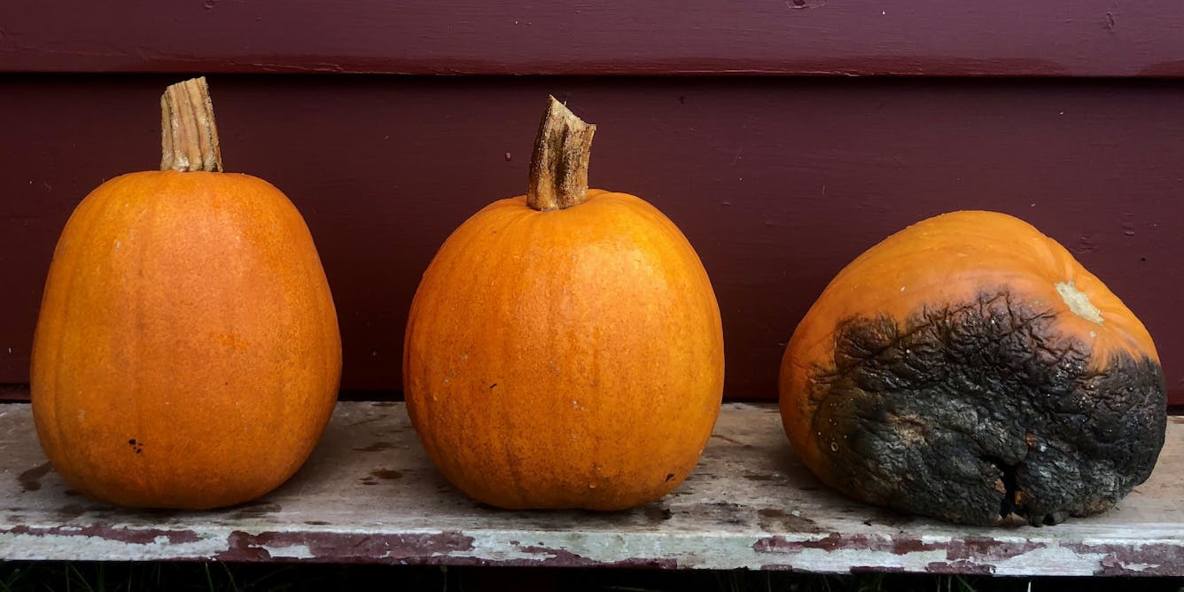 How To Keep Your Jack O Lantern From Turning Into Moldy Maggoty Mush Before Halloween