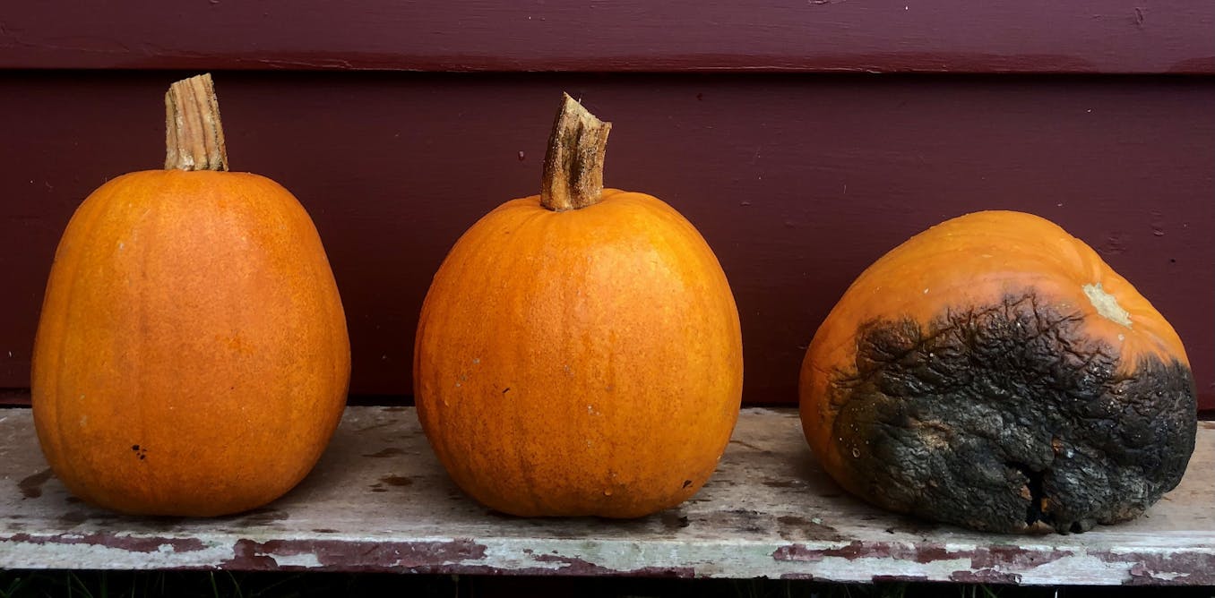 How To Keep Your Jack O Lantern From Turning Into Moldy Maggoty Mush Before Halloween How To Keep Your Jack O Lantern From Turning Into Moldy Maggoty Mush Before Halloween