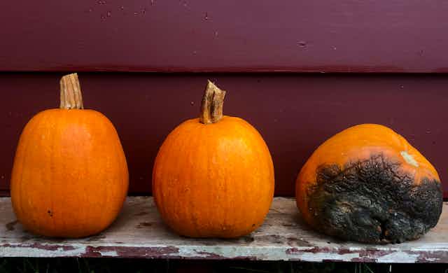 Rotten pumpkin sitting immediately next to two healthy pumpkins