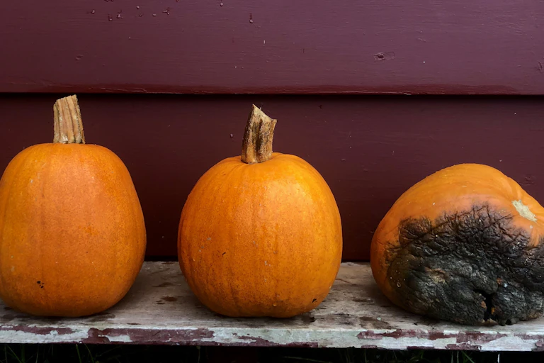 Rotten pumpkin sitting immediately next to two healthy pumpkins