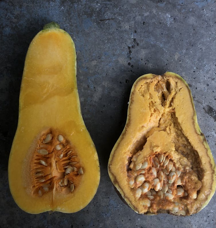 Two butternut squash halves, one healthy, the other distended and turning grey with watery pulp