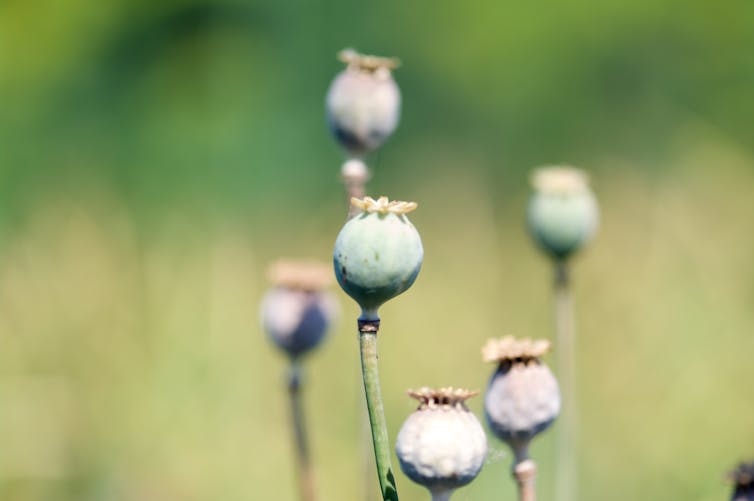 poppy buds in a field