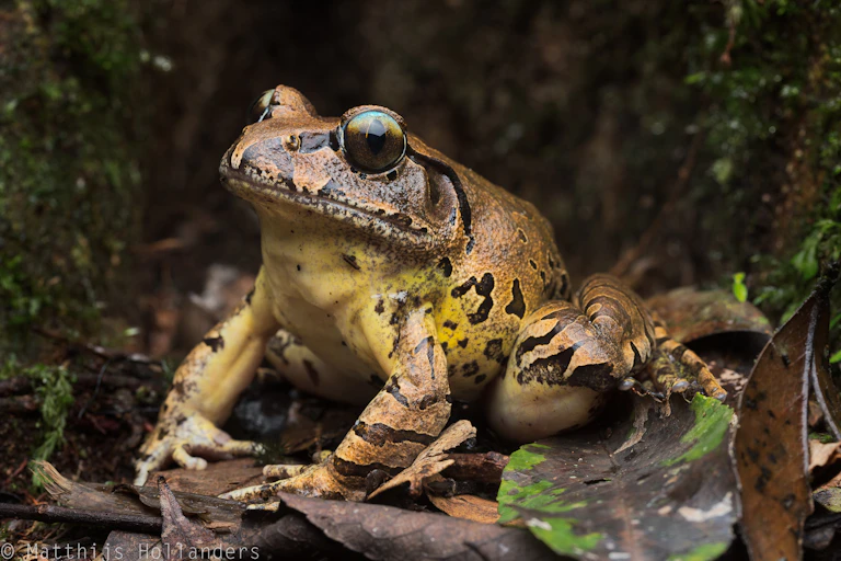 Fleay's frog close-up