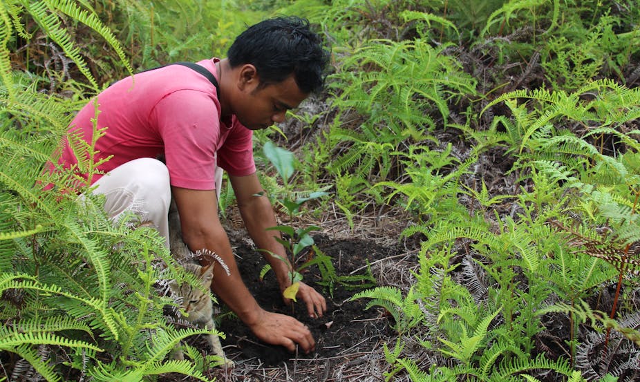 A man replants trees in a formerly forested area in Indonesia.
