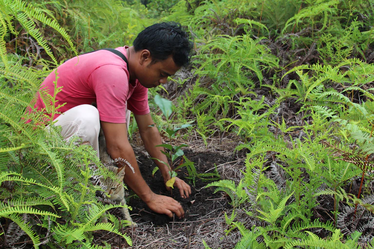 A man replants trees in a formerly forested area in Indonesia.