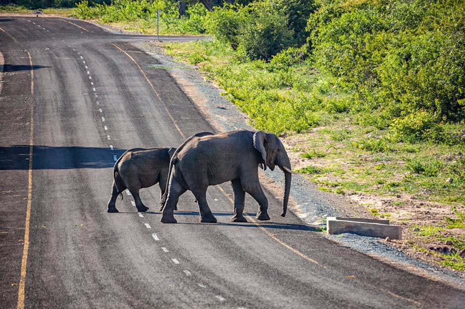 Two elephants cross a tar road