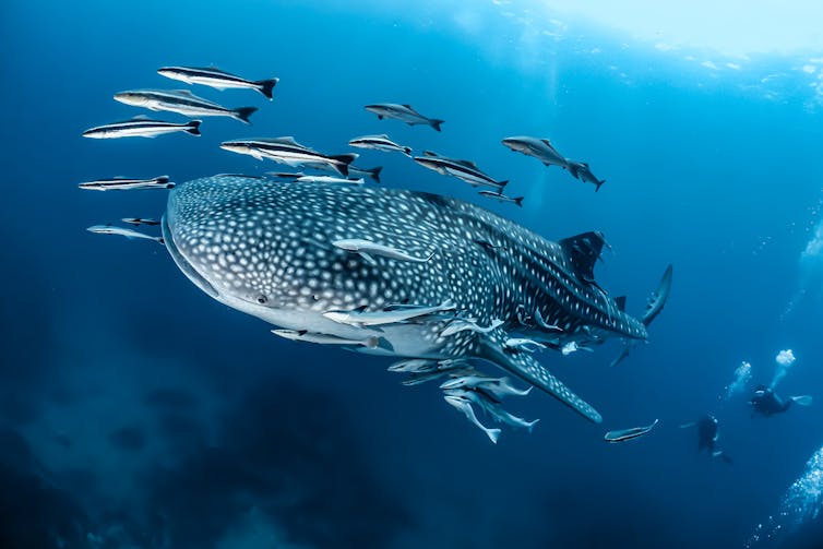 A whale shark swimming in the ocean.