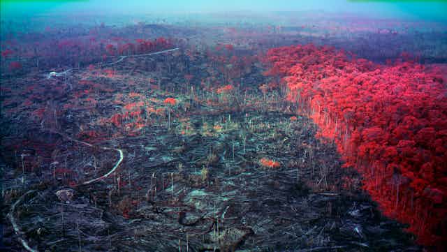 The Amazon: trees are in red near a dying landscape
