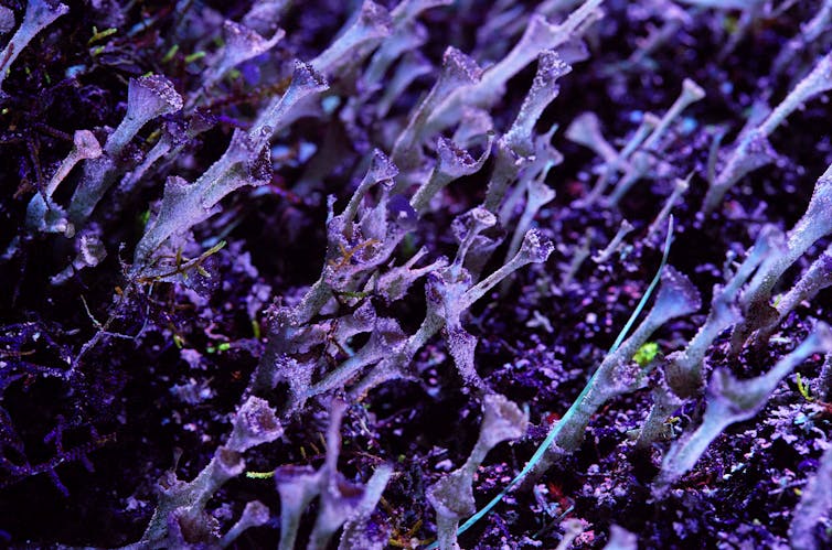 Purple plants in close up