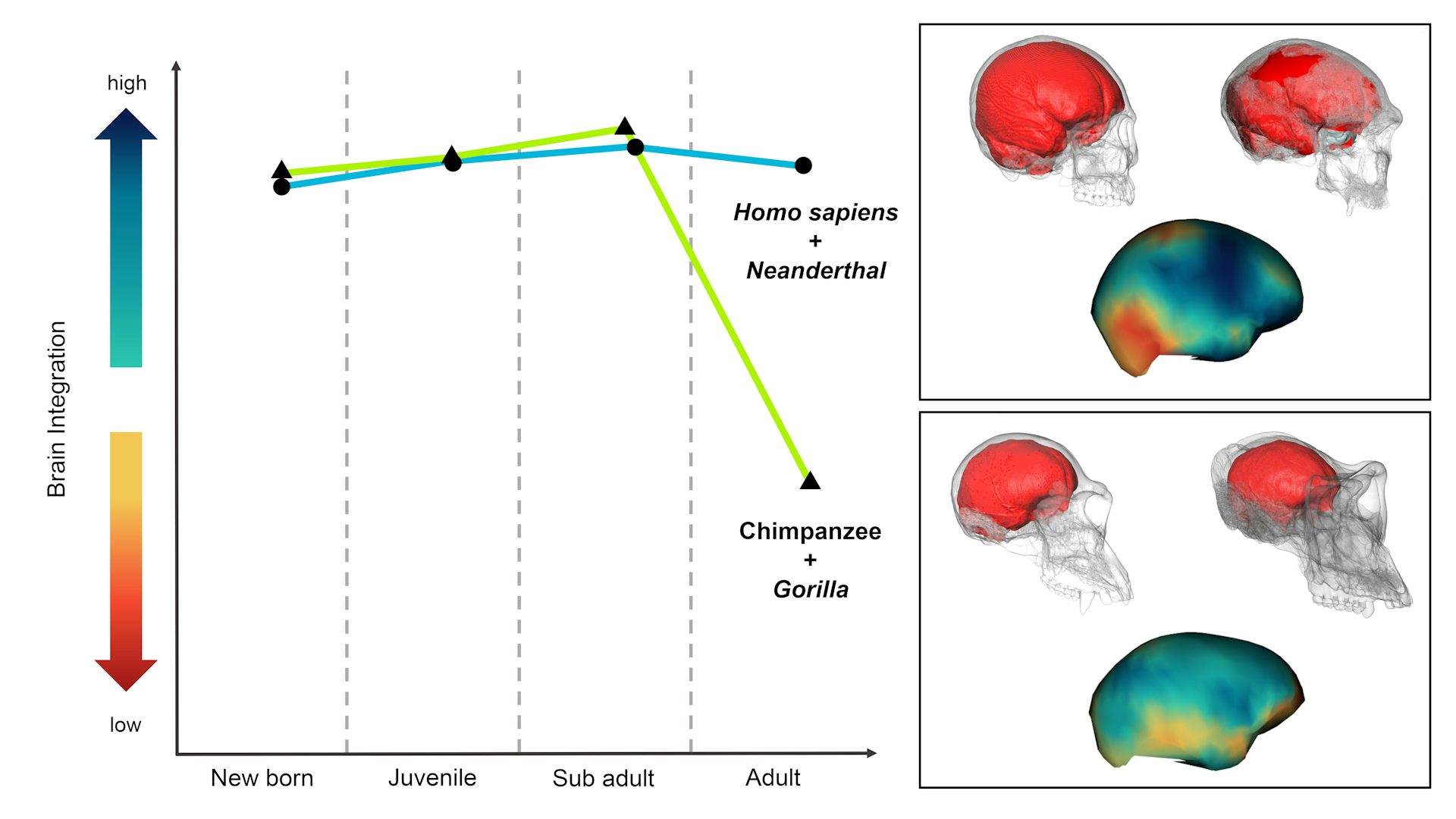 A chart mapping brain integration in evolution