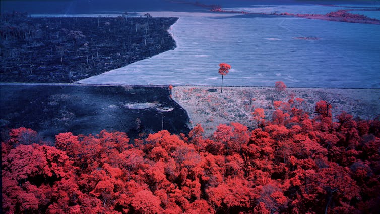 Trees in red and clearing in blue.